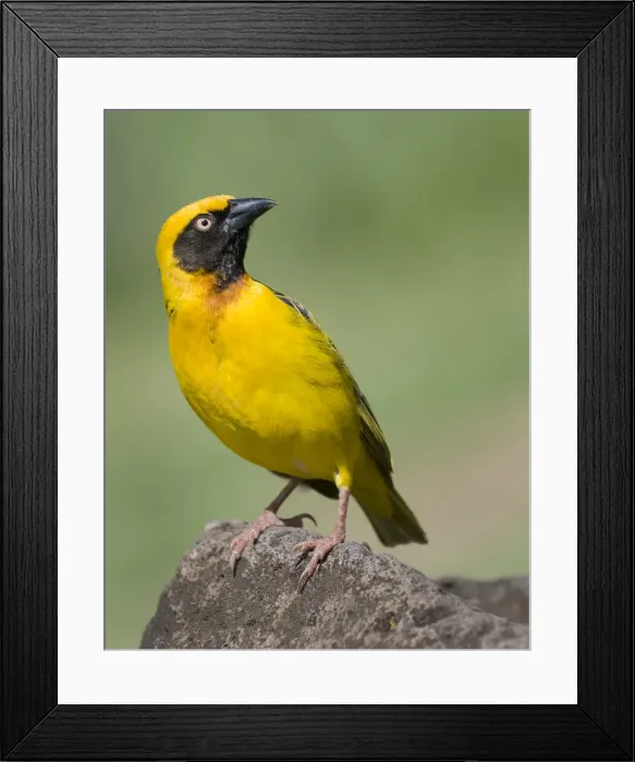 Framed Print : Masked Weaver in Ngorongoro Crater