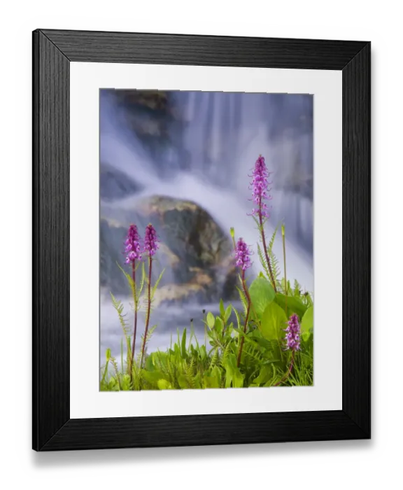 Framed Print : Elephant trunks and cascade, Colorado Framed Print : Elephant trunks and cascade, Colorado