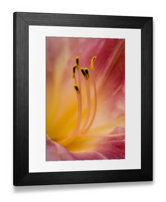 Framed Print : daylily close up portrait of stamens