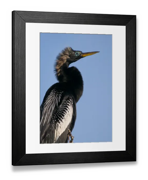 Framed Print : Everglades, anhinga, portrait Framed Print : Everglades, anhinga, portrait
