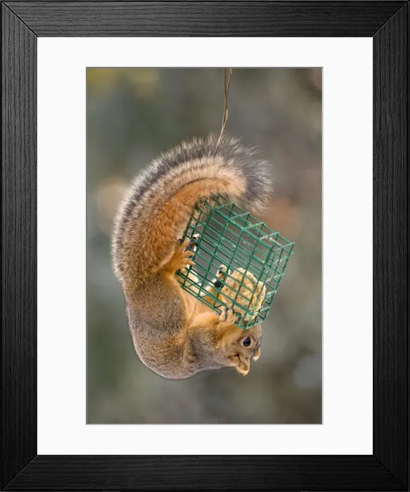 Framed Print : squirrel eating at feeder Framed Print : squirrel eating at feeder