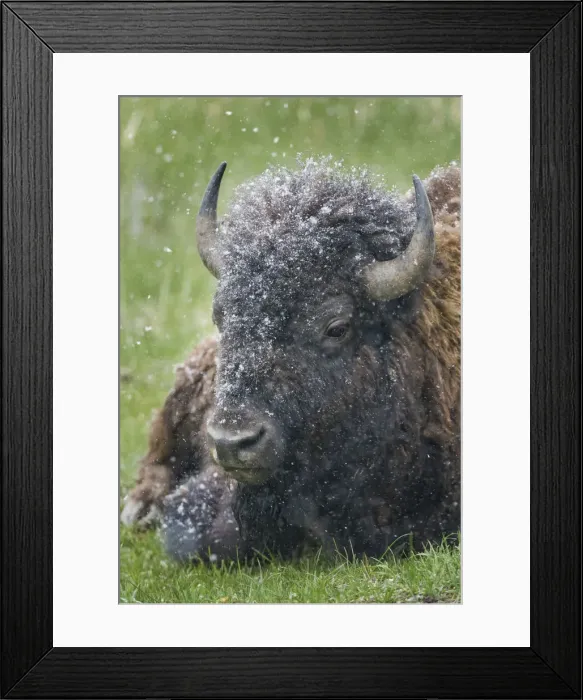 Framed Print : Yellowstone, bison, portrait, snow, spring Framed Print : Yellowstone, bison, portrait, snow, spring