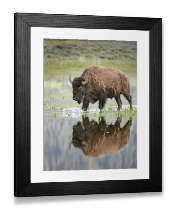 Framed Print : bison in reflecting pool in Lamar Valley in Yellowstone Framed Print : bison in reflecting pool in Lamar Valley in Yellowstone