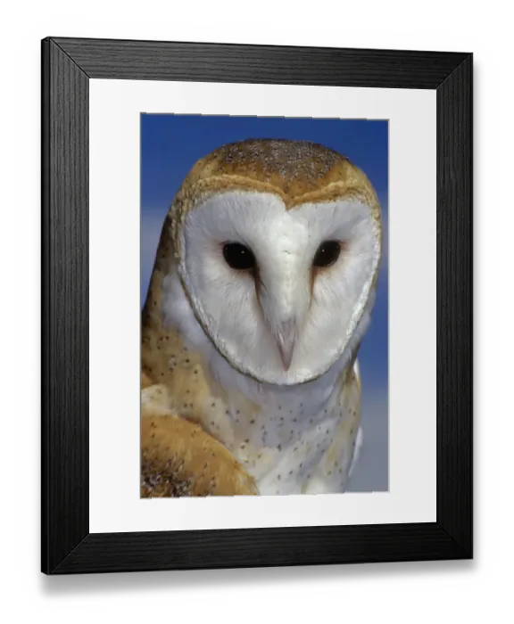 Framed Print : barn owl portrait against blue sky Framed Print : barn owl portrait against blue sky