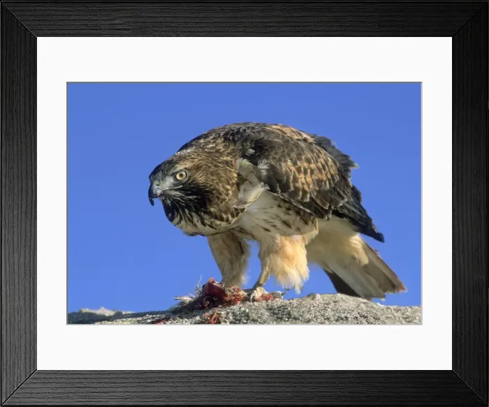 Framed Print : Red tail hawk eating a small bird Framed Print : Red tail hawk eating a small bird
