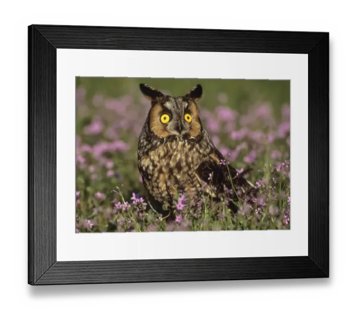 Framed Print : Long ear owl in wildflower field