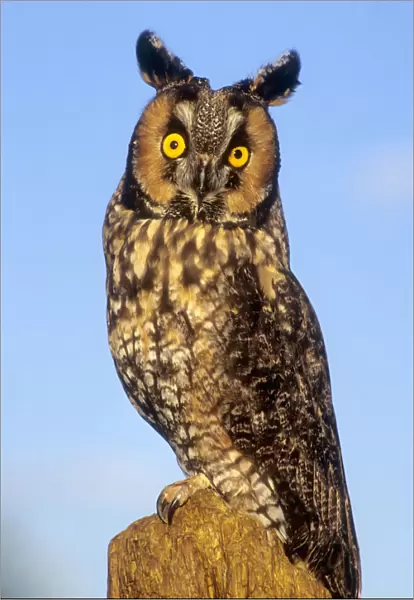 Long ear owl on perch against blue sky