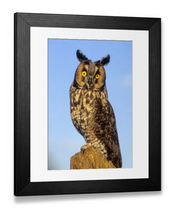Framed Print : Long ear owl on perch against blue sky Framed Print : Long ear owl on perch against blue sky