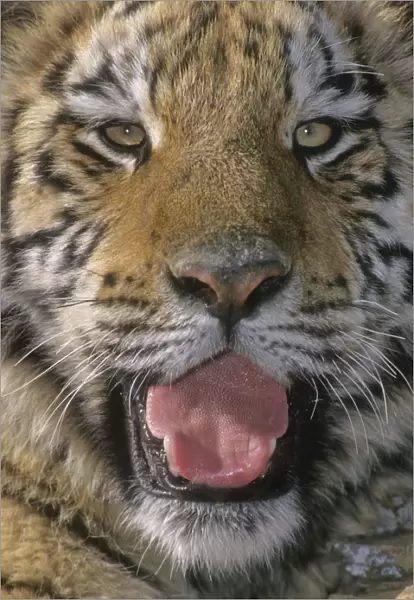 Siberian Tiger Portrait