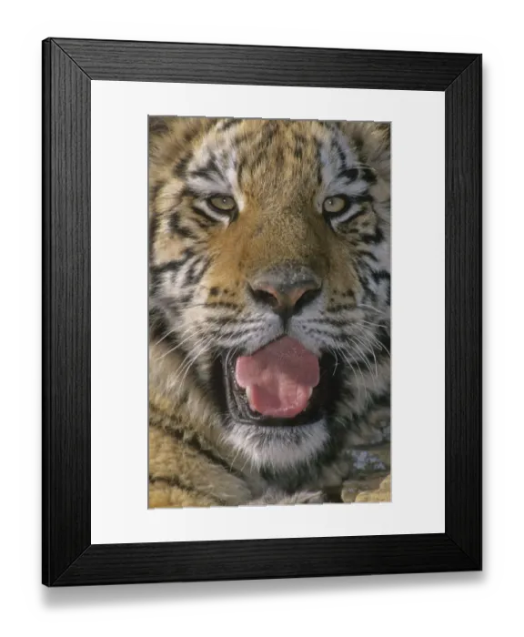 Framed Print : Siberian Tiger Portrait Framed Print : Siberian Tiger Portrait