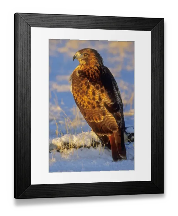Framed Print : Russell Burden Framed Print : Russell Burden