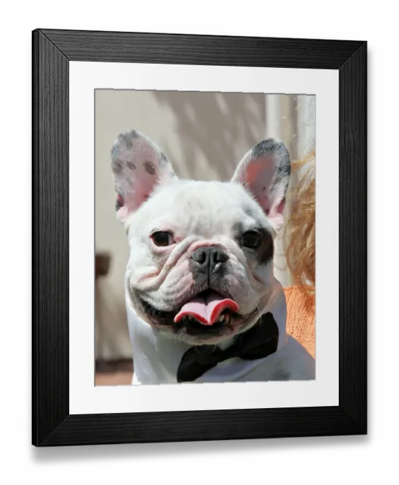 Framed Print : Dog Appreciation Day Framed Print : Dog Appreciation Day