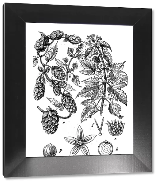 Botany plants antique engraving illustration: Humulus lupulus (common hop or hop)