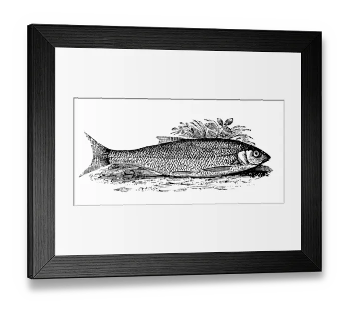 Framed Print : Antique animals illustration: Fish - Dace Framed Print : Antique animals illustration: Fish - Dace