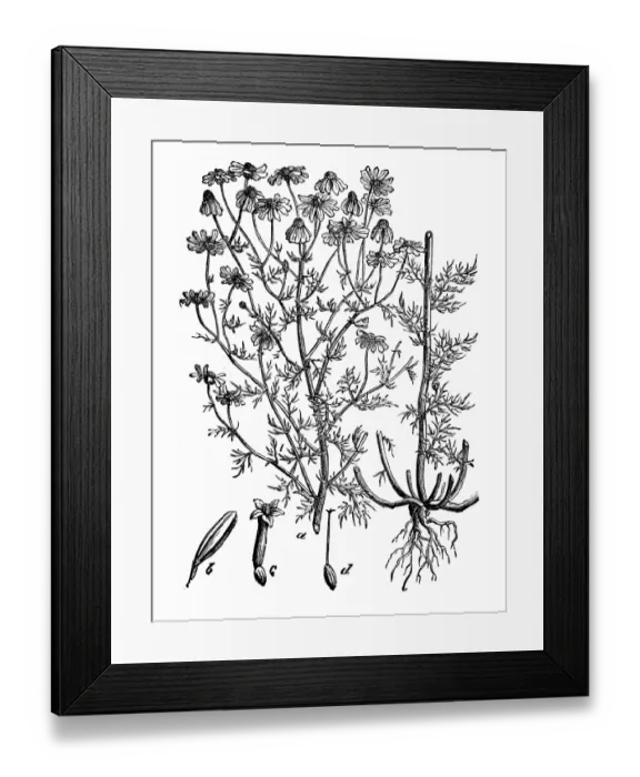 Framed Print : Botany plants antique engraving illustration: Matricaria chamomilla (chamomile) Framed Print : Botany plants antique engraving illustration: Matricaria chamomilla (chamomile)