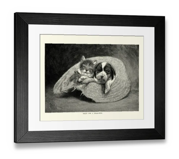 Framed Print : Puppy and kitten sat in a straw hat Framed Print : Puppy and kitten sat in a straw hat