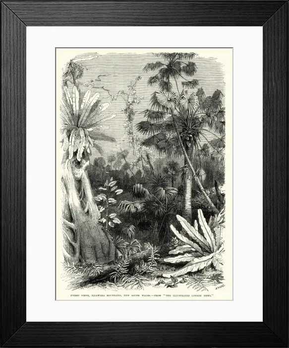 Framed Print : Forest scene, Illawarra Mountains, New South Wales 19th Century Framed Print : Forest scene, Illawarra Mountains, New South Wales 19th Century