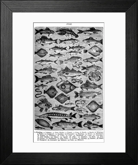 Framed Print : Antique recipes book engraving illustration: Fish / Seafood Framed Print : Antique recipes book engraving illustration: Fish / Seafood