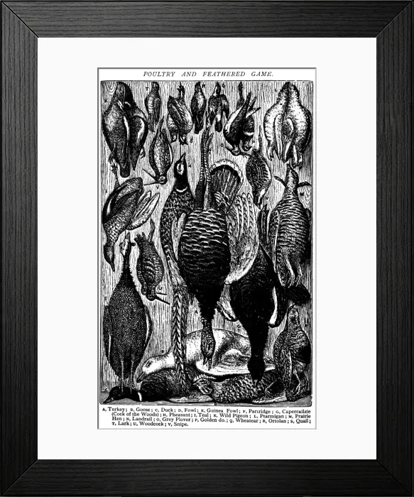Framed Print : Antique recipes book engraving illustration: Poultry and gamebirds Framed Print : Antique recipes book engraving illustration: Poultry and gamebirds