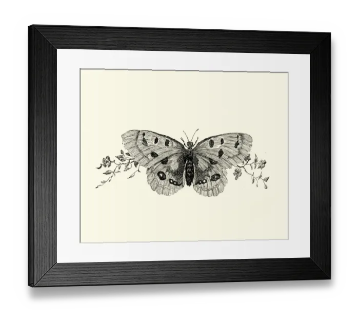 Framed Print : Manon Lescaut - Butterfly Framed Print : Manon Lescaut - Butterfly