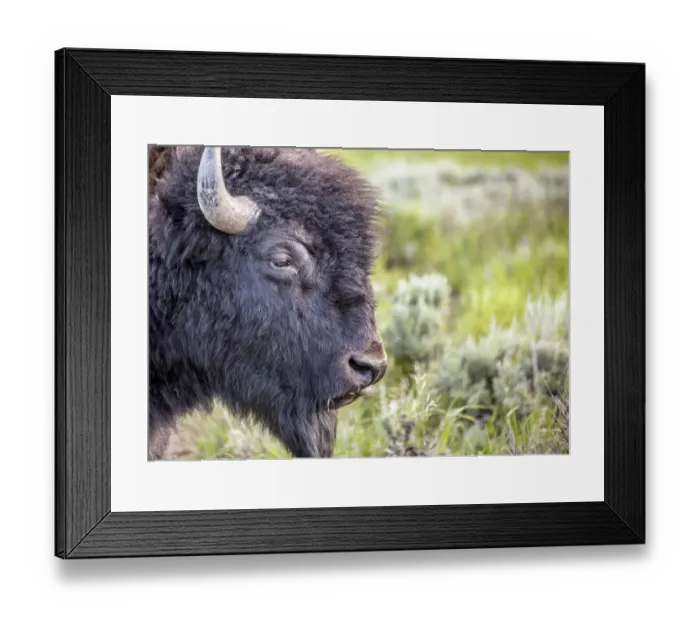 Framed Print : Portrait of buffalo Framed Print : Portrait of buffalo