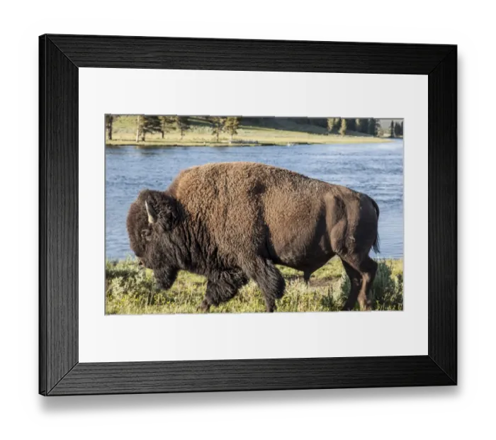Framed Print : Buffalo walking by the Yellowstone River Framed Print : Buffalo walking by the Yellowstone River