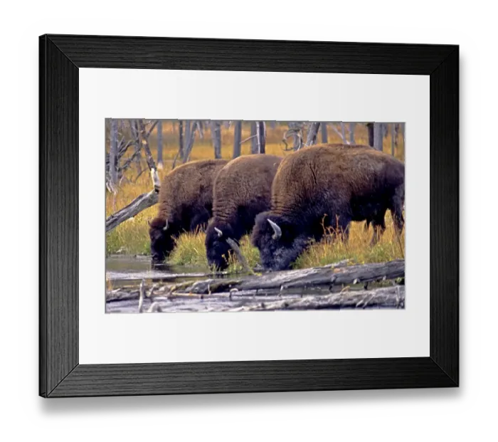 Framed Print : Yellowstone Bison drinking together from pond