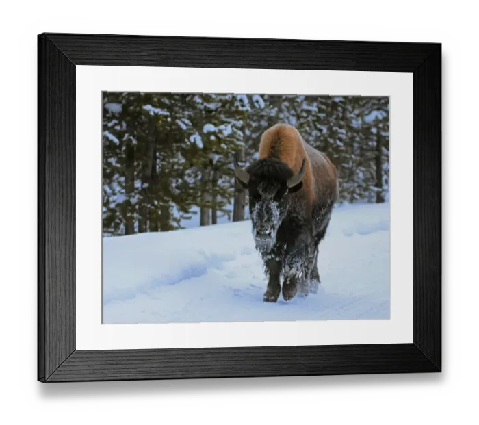 Framed Print : Bison in the Snow Framed Print : Bison in the Snow