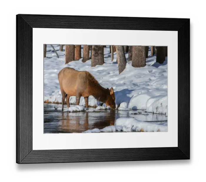 Framed Print : Yellowstone Elk Framed Print : Yellowstone Elk
