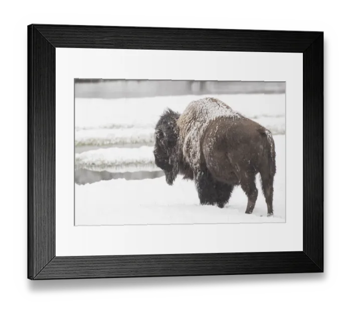 Framed Print : Snow covered Bison Framed Print : Snow covered Bison