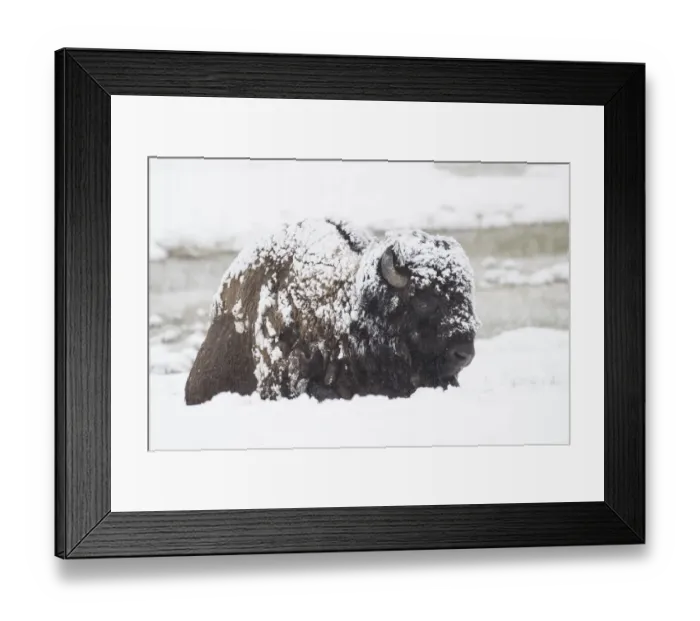 Framed Print : Snow covered Bison Framed Print : Snow covered Bison
