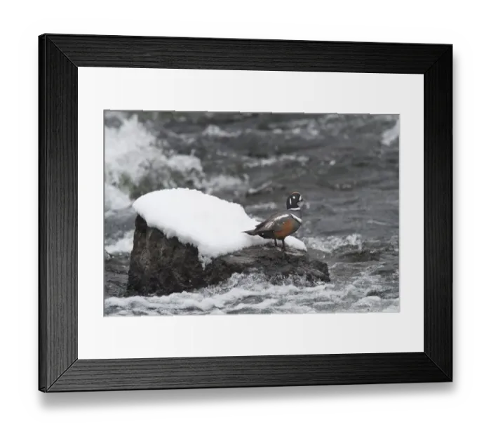 Framed Print : Harlequin Duck on a mid-stream rock Framed Print : Harlequin Duck on a mid-stream rock