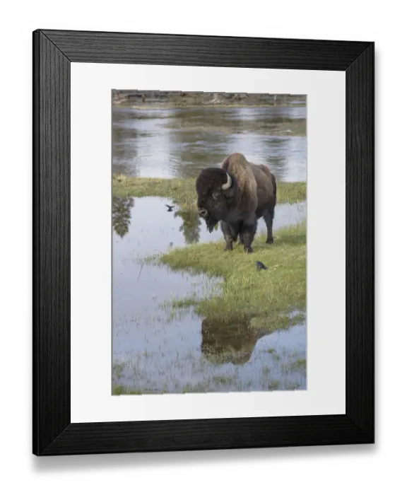 Framed Print : A lone Bull Bison standing alongside the Firehole River