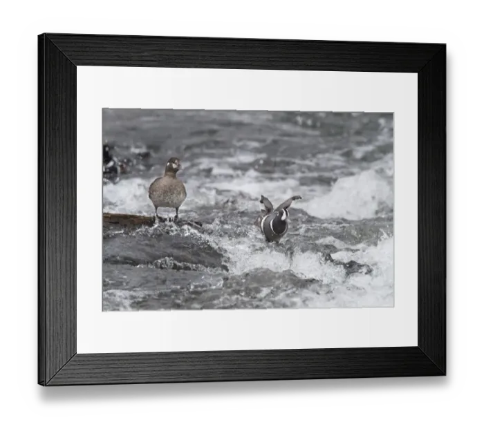 Framed Print : Harlequin Duck on a mid-stream rock Framed Print : Harlequin Duck on a mid-stream rock