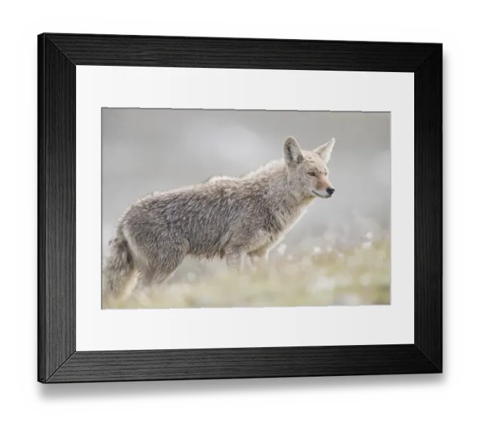 Framed Print : Coyote hunting in a field Framed Print : Coyote hunting in a field