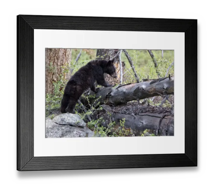 Framed Print : Whats Over There?