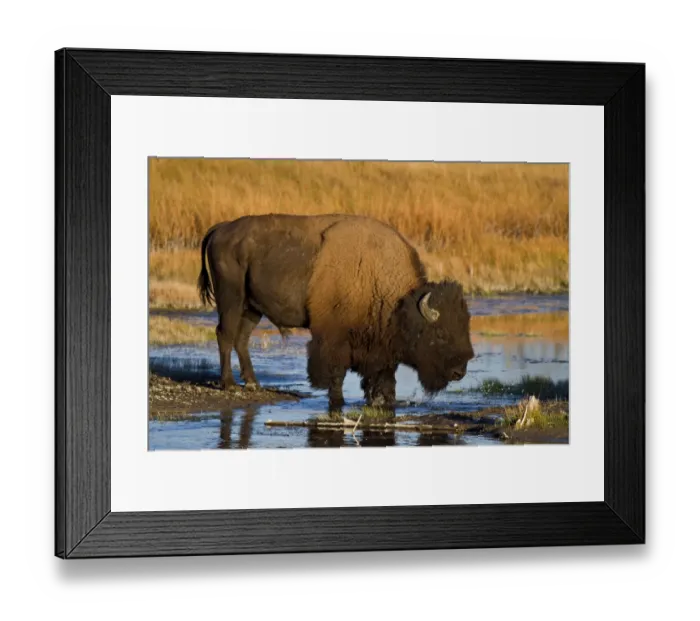 Framed Print : Autumn Of The Bison
