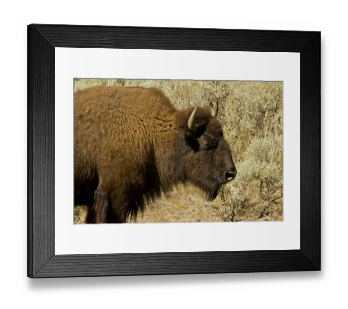 Framed Print : Profile view of American bison (Bison bison) in Lamar Valley at Yellowstone National Park, Wyoming, USA Framed Print : Profile view of American bison (Bison bison) in Lamar Valley at Yellowstone National Park, Wyoming, USA