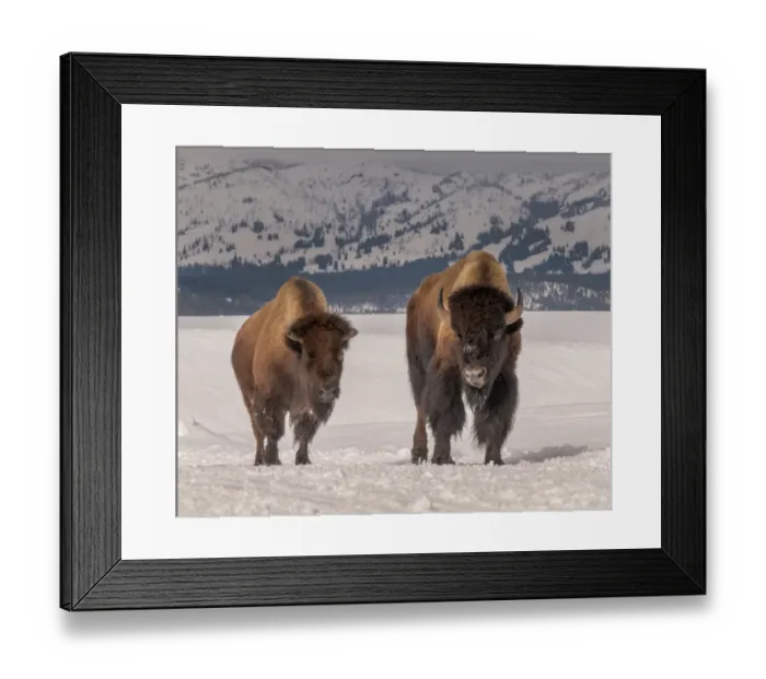 Framed Print : Bison in snow Framed Print : Bison in snow