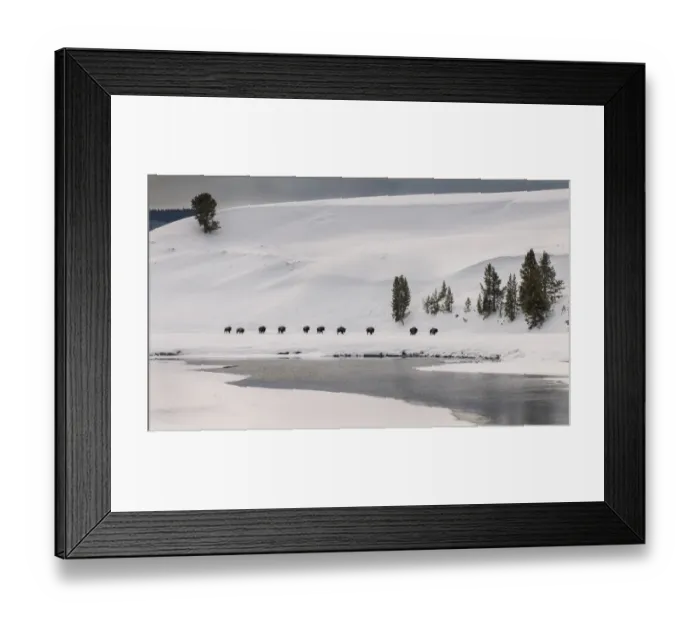 Framed Print : Line of Bison Framed Print : Line of Bison