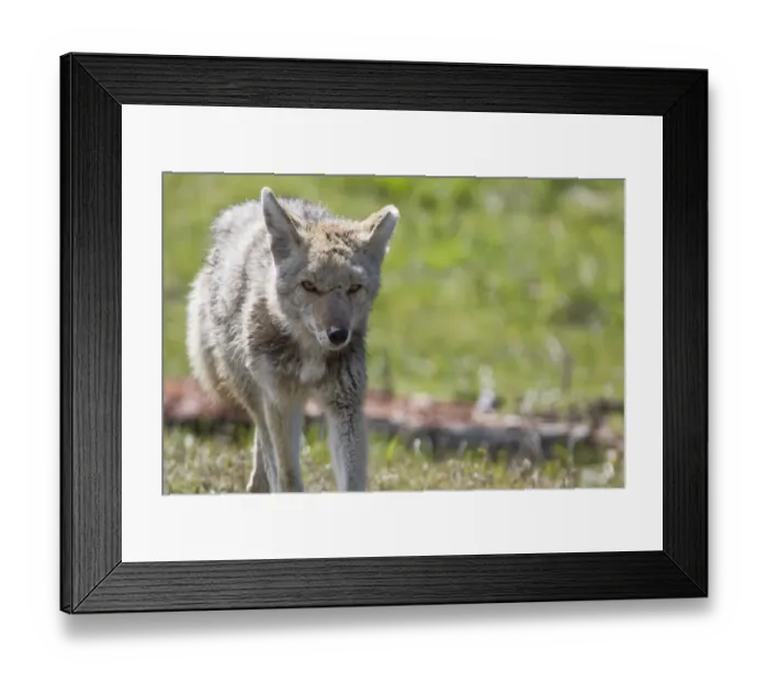 Framed Print : Scraggly. Coyote portrait Framed Print : Scraggly. Coyote portrait