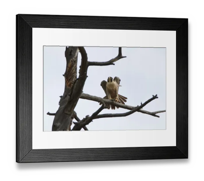 Framed Print : Almost Ready Framed Print : Almost Ready