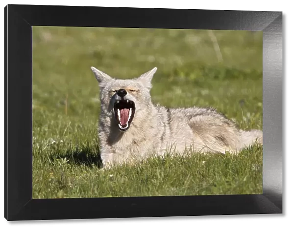 Yawn. Tired coyote chilling out and yawning