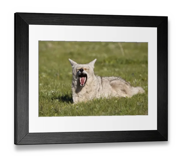 Framed Print : Yawn. Tired coyote chilling out and yawning Framed Print : Yawn. Tired coyote chilling out and yawning