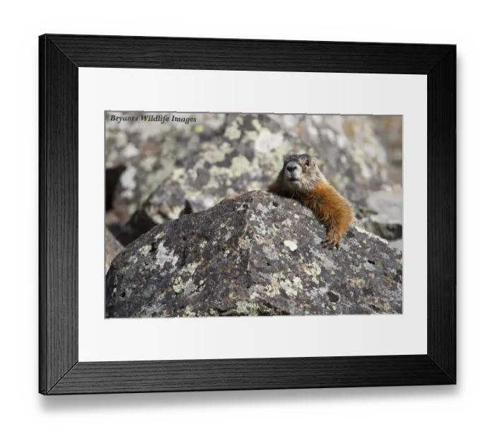 Framed Print : Marmot Hangout Framed Print : Marmot Hangout