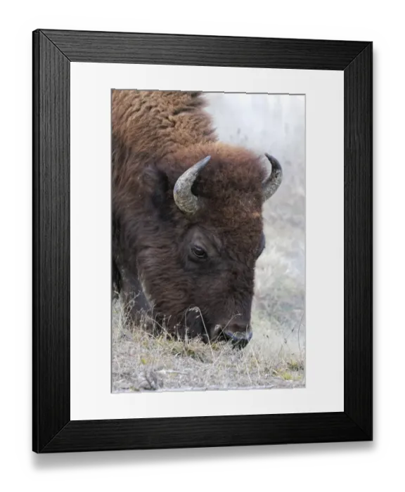 Framed Print : Bison (Bovinae) grazing, Yellowstone National Park, Montana, Wyoming, USA Framed Print : Bison (Bovinae) grazing, Yellowstone National Park, Montana, Wyoming, USA