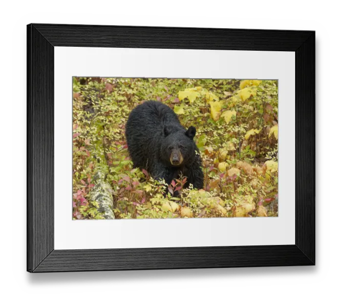 Framed Print : Black Bear (Ursus americanus) in autumn foliage, Yellowstone National Park, Montana, Wyoming, USA Framed Print : Black Bear (Ursus americanus) in autumn foliage, Yellowstone National Park, Montana, Wyoming, USA