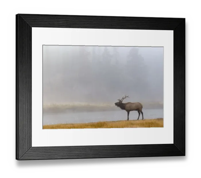Framed Print : Bull Elk (Cervus canadensis) on foggy morning along Madison River, Yellowstone National Park, Montana, Wyoming, USA Framed Print : Bull Elk (Cervus canadensis) on foggy morning along Madison River, Yellowstone National Park, Montana, Wyoming, USA