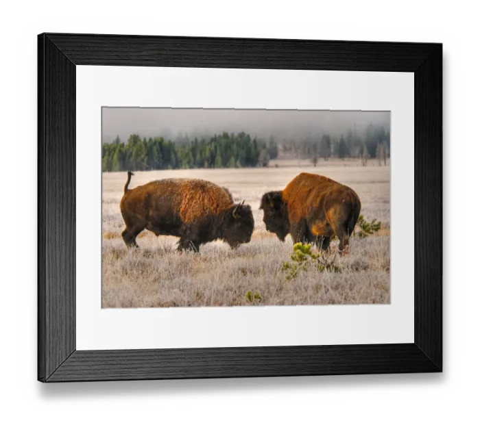 Framed Print : Male Buffalo / Bison Squaring Off Framed Print : Male Buffalo / Bison Squaring Off