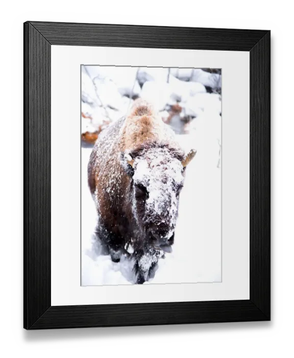 Framed Print : A Bison Trudges Uphill in Thick Snow with Her Tongue Out Framed Print : A Bison Trudges Uphill in Thick Snow with Her Tongue Out